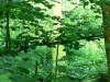 Baum mit Moos im See