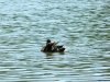 Ente