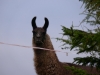 Lama