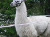 Lama