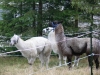 Lamas