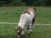 Lama