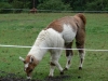 Lama