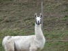 Lama