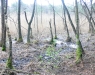 Niedermoor