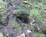 Der Schuh