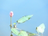 Seeblüte