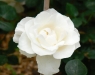 Lipizzanerrose