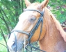 Kein Lipizzaner
