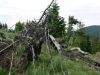Windbruch