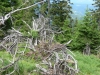 Windbruch