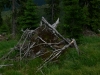 Windbruch