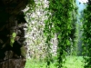 Ruine Ligist