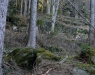 Streufeld