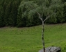 Birkenwald