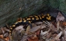 Feuersalamander