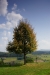 Museumslinde