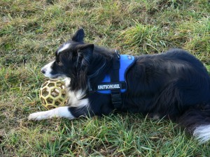 Dogmuggel