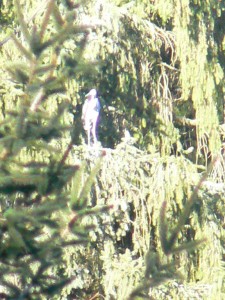 Fischreiher (Digizoom)